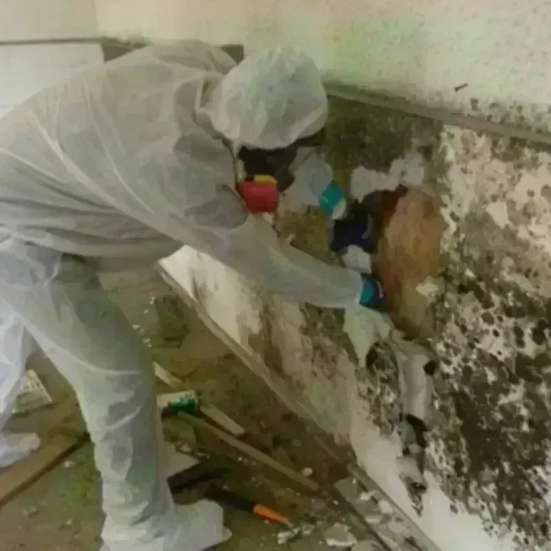 Mold Remediation and Removal in Cloverport, KY